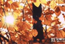 森诺那些专属秋天的神仙配色，让家好看不止10倍！